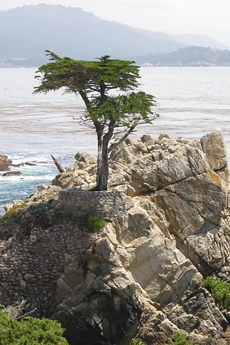 Cupressus macrocarpa